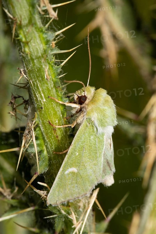 Green owl moth with closed wings hanging on green stalk seen left