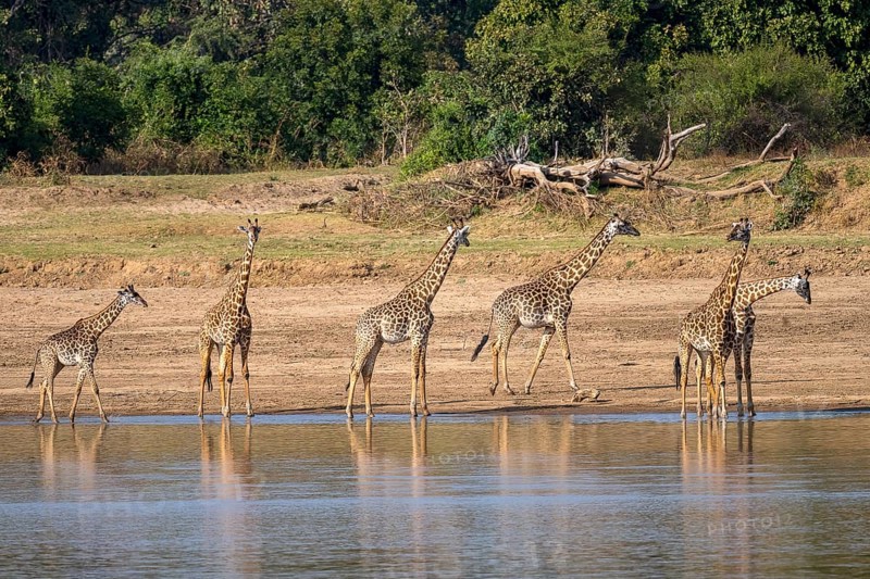 Rhodesian giraffe