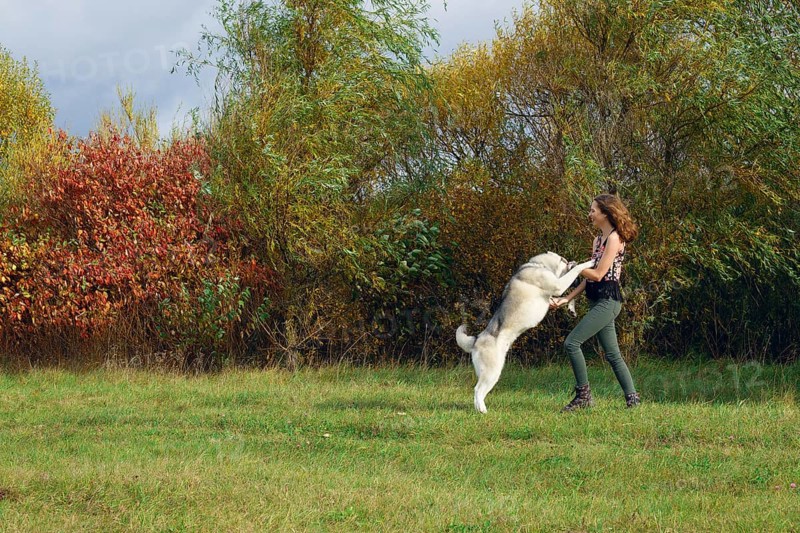 Girl playing with husky dog in city park. Jogging with dog