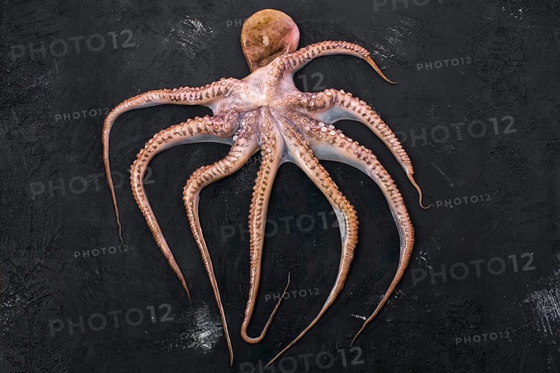 Top view of raw large octopus on black background