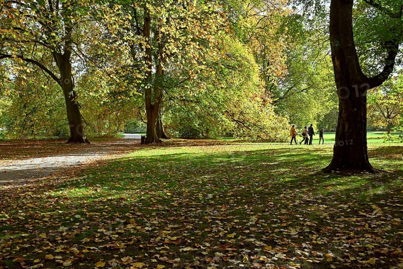 Deciduous trees in the Georgengarten