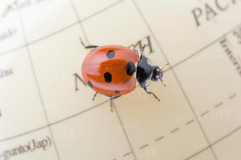 Ladybug walking on a little colorful model globe