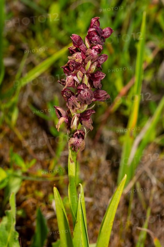Bug orchid Inflorescence with a few open purple flowers