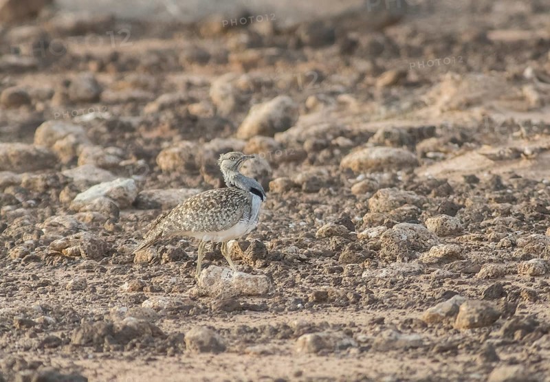 Rare cantilever bustard