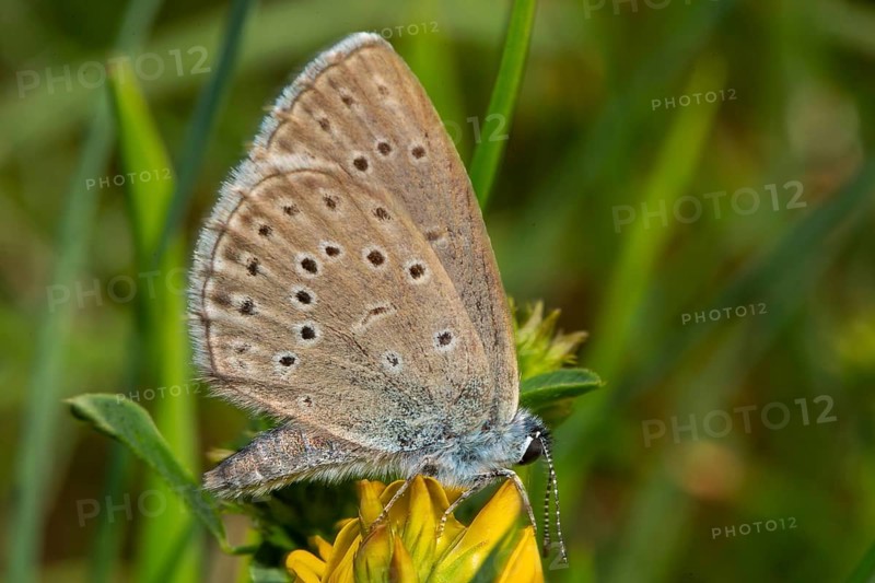 Mountain Alcon blue butterfly with closed wings sitting on yellow flower right sighted