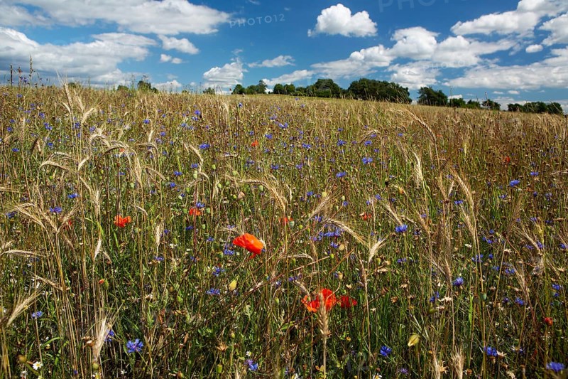 Field of blue and red wild herbs between cereal stalks in front of a group of trees and blue sky with white clouds