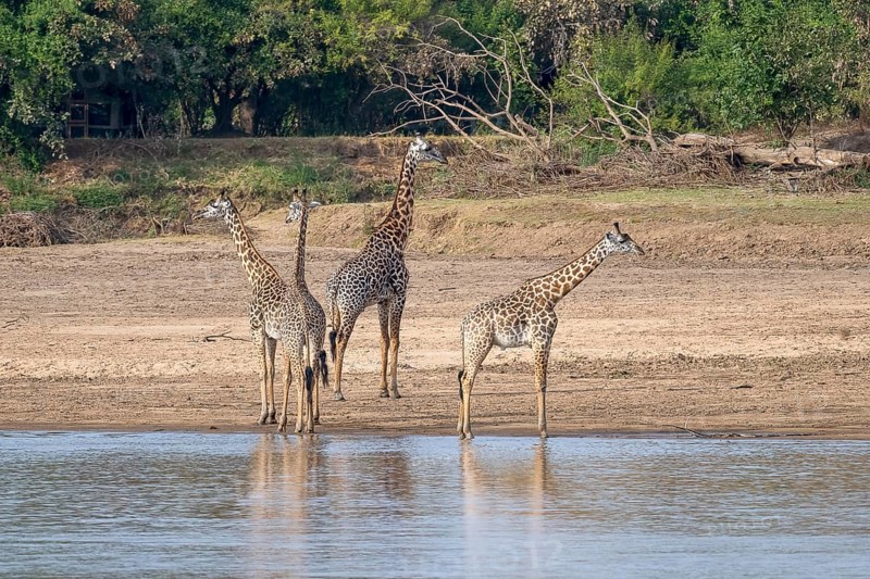 Rhodesian giraffe