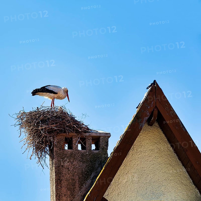 Stork in nest on chimney