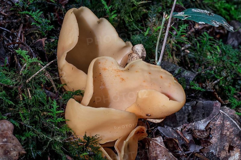 Hare's ear