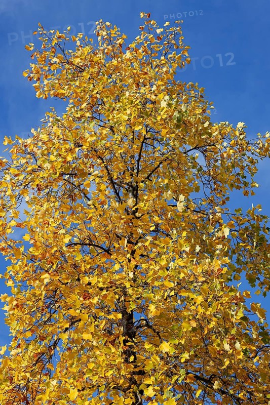 Tulip tree
