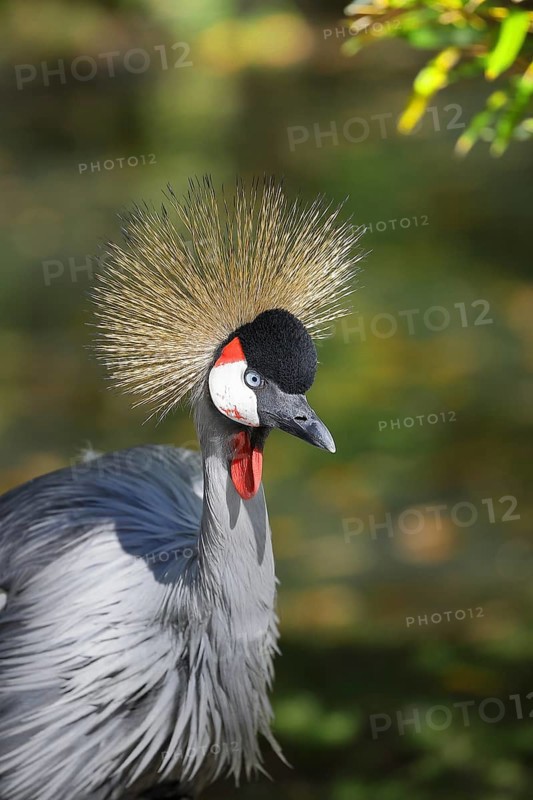 Black crowned crane