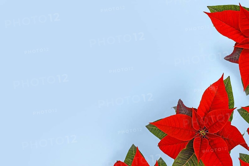 Red seasonal Poinsettia plants in corner of blue background with empty copy space