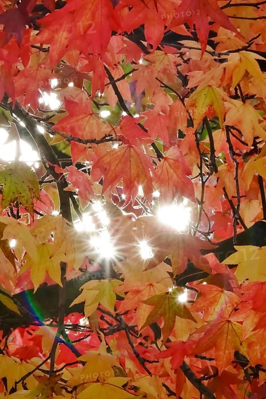 Magnificent amber trees