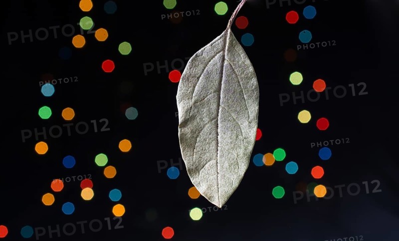 Dry leaf on a bokeh lighton a dark background