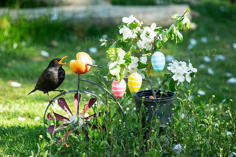 Blackbird Male on Bicycle with Pot and Apple Tree Blossoms with Easter Eggs Sitting Apple Eating Right Viewing
