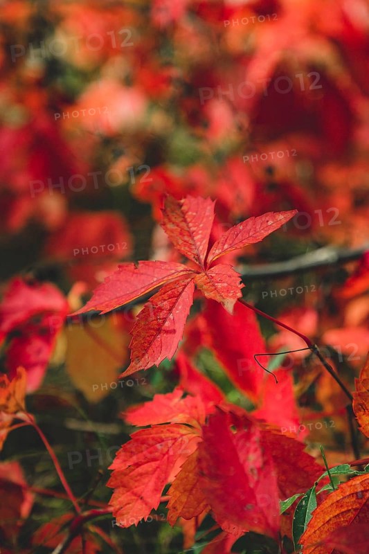 Virginia creeper