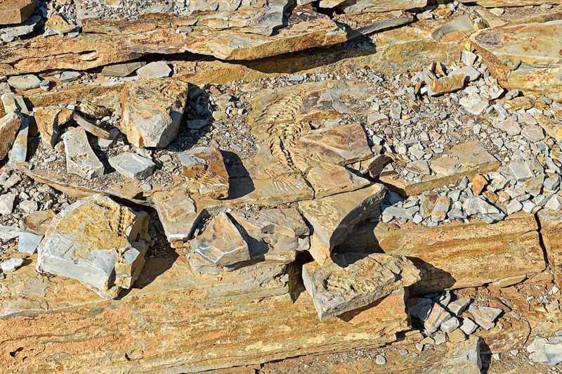 Approx. 300 million year old fossils of Mesosaurus tenuidens near Keetmanshoop