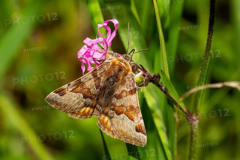 Burnet companion butterfly with closed wings sitting on red flower from behind
