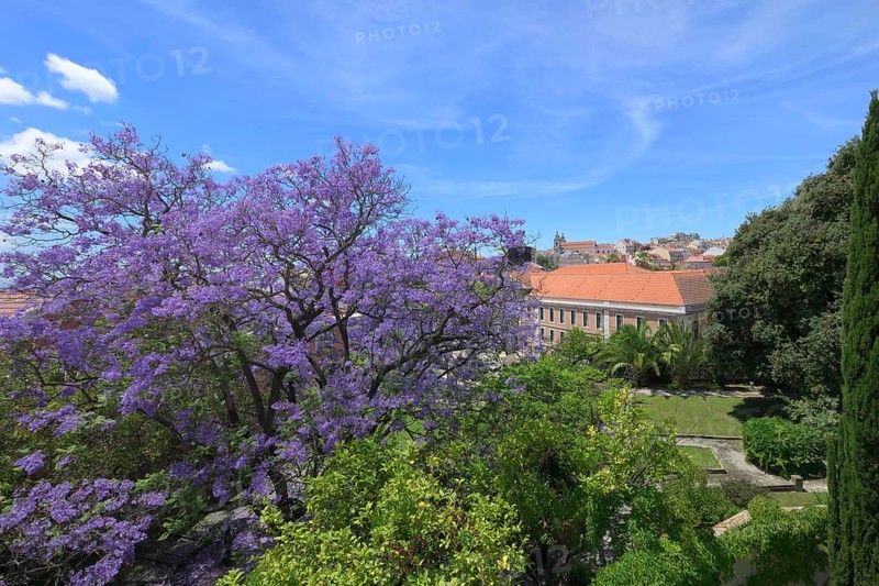 Jacaranda tree at Mae de Agua reservoir museum garden