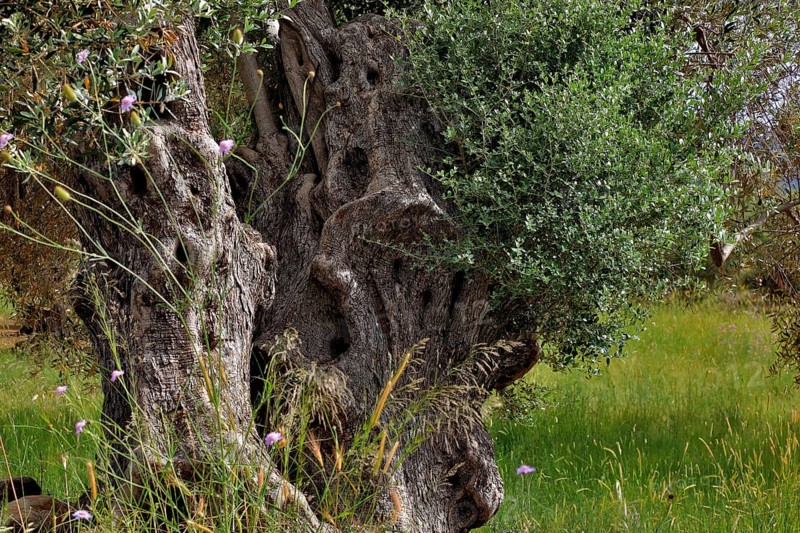 Old olive trees with thick trunks