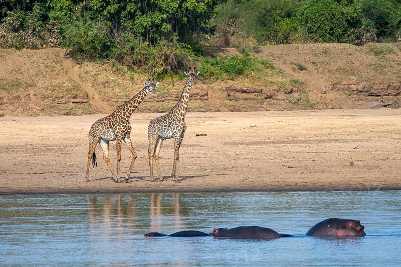 Rhodesian giraffe