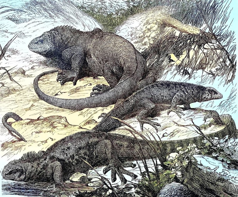 Galapagos