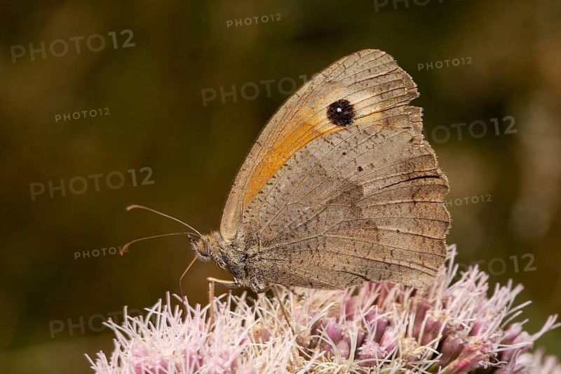 Greater bull's eye with closed wings sitting on pink flower looking left