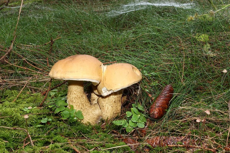 Bitter bolete