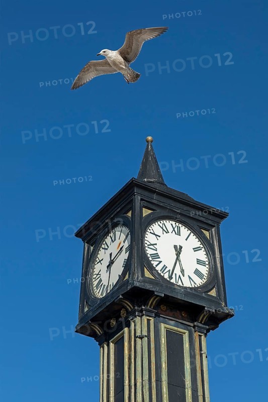 Seagull