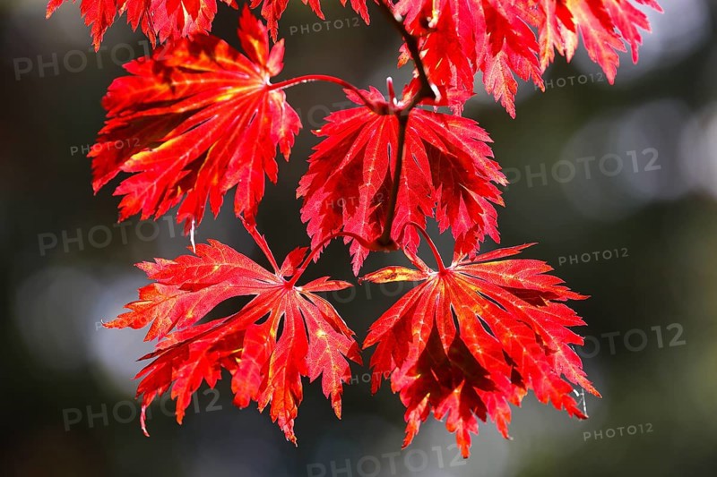 Fullmoon maple