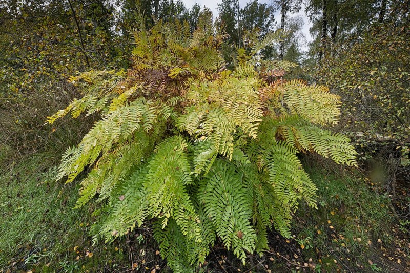Royal fern