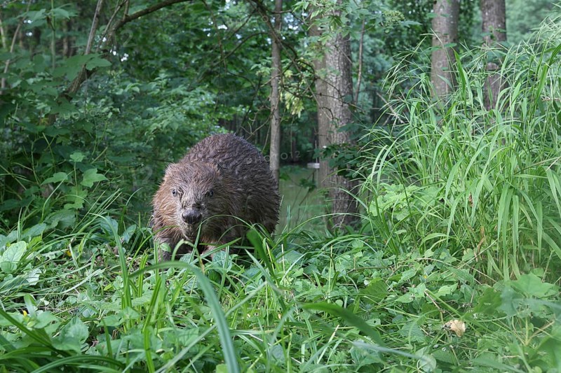 European beaver