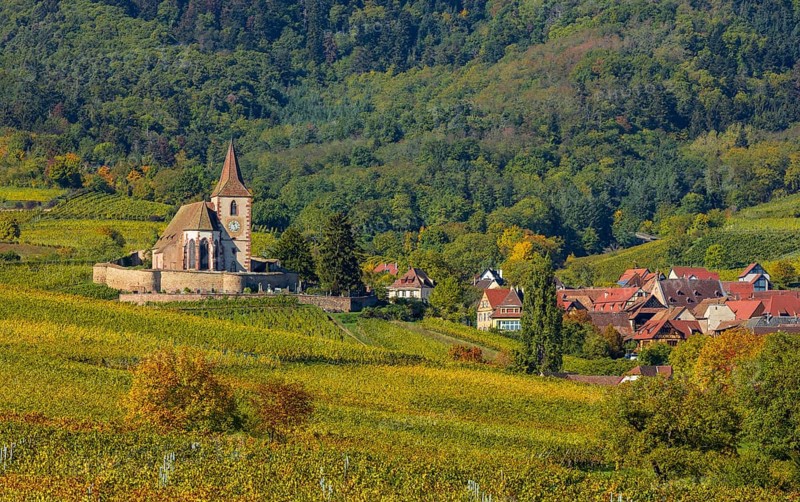 Autumn vineyards in Alsace
