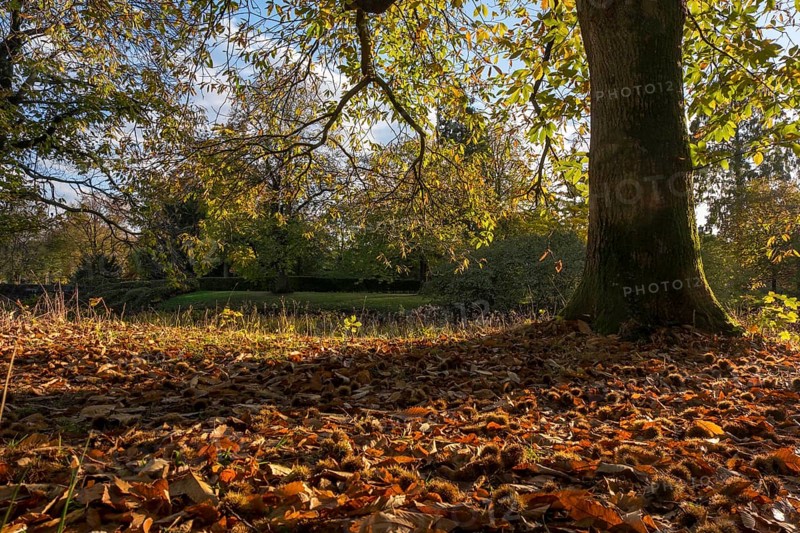 Sweet chestnut