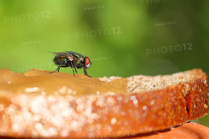 Common green bottle fly