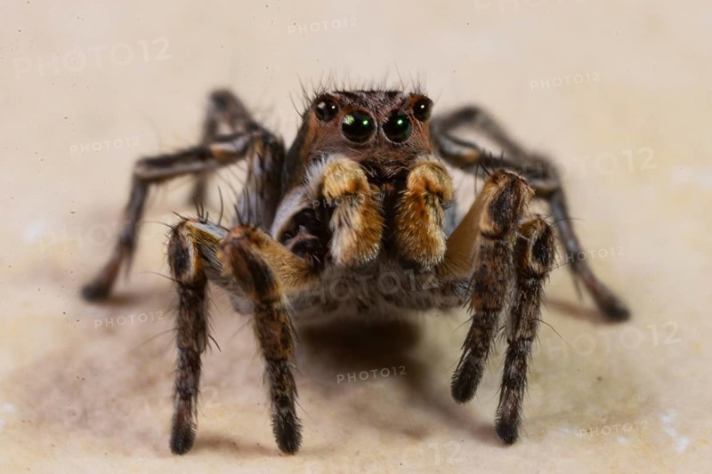 Jumping spider Aelurillus v-insignitus sitting on stone slab looking from the front