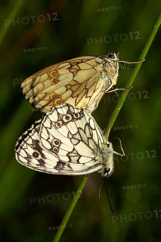 Marbled white two moths mating hanging on a stalk looking different