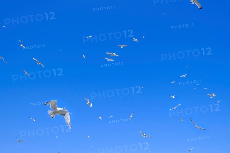 Seagulls in the sky