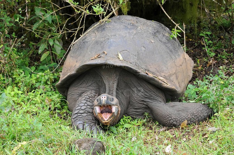 Galapagos giant tortoise on Santa Cruz