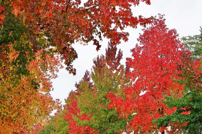 Magnificent amber trees