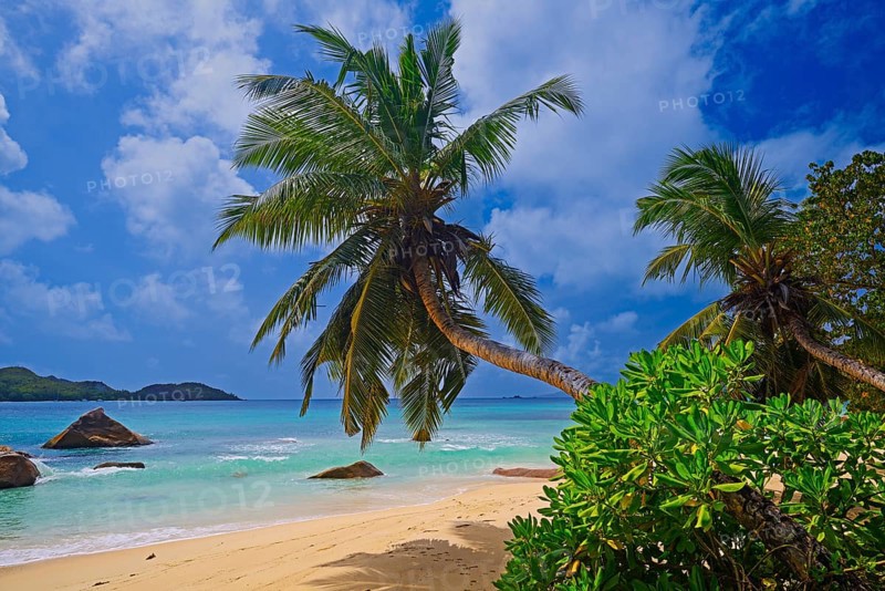 Beach and palm trees at Anse Boudin
