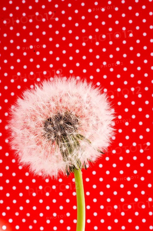 White Dandelion flower on red background