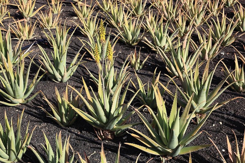 Aloe Vera Plantation at Orzola