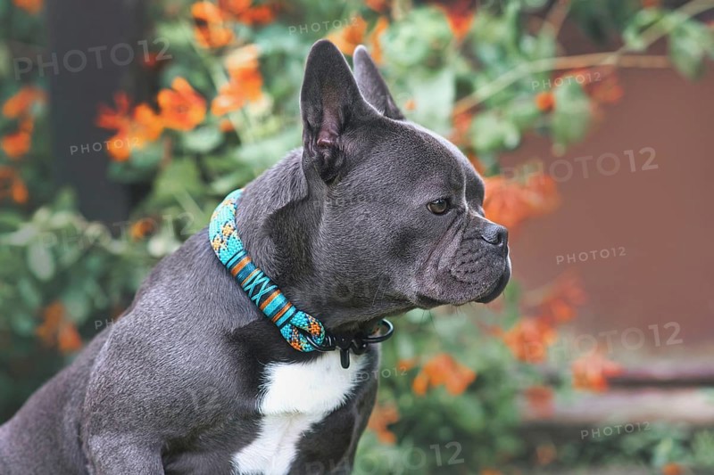 Good example of brachycephalic French Bulldog dog with long healthy nose