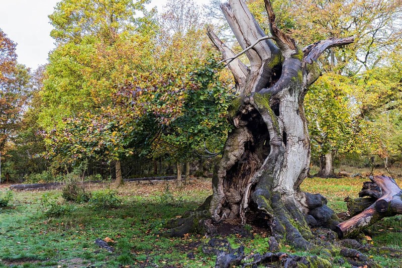 Old hute beech in autumn