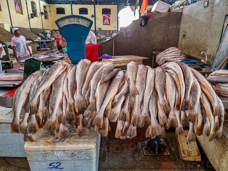 Fresh fish for sale