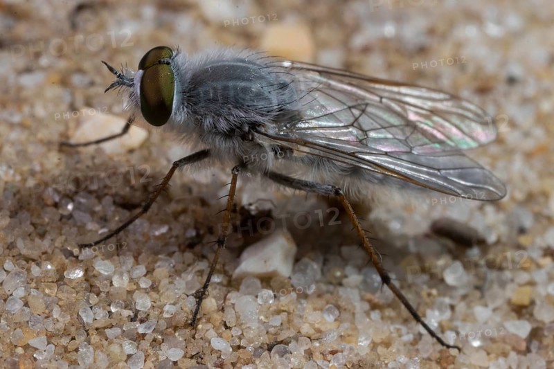 stiletto flie Acrosathe annulata sitting on sand left sighted