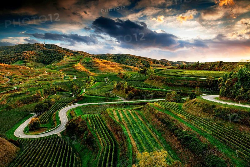 Road in the vineyards in the evening light