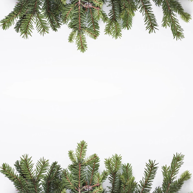 Coniferous branches light desk