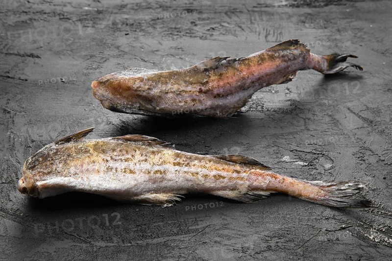Frozen raw pollock carcass on wooden table